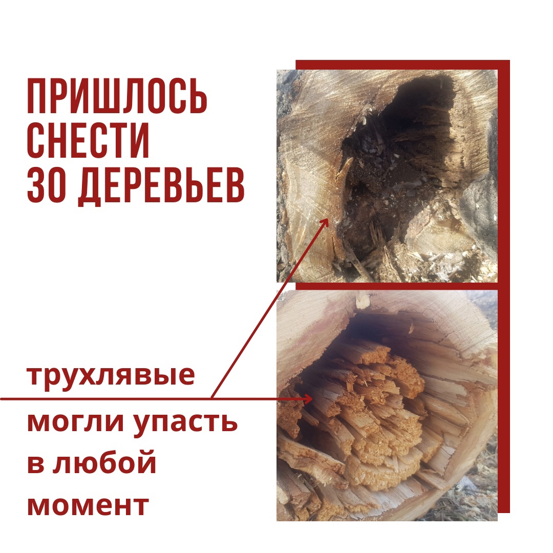 Тополя.jpg Тополя.jpg