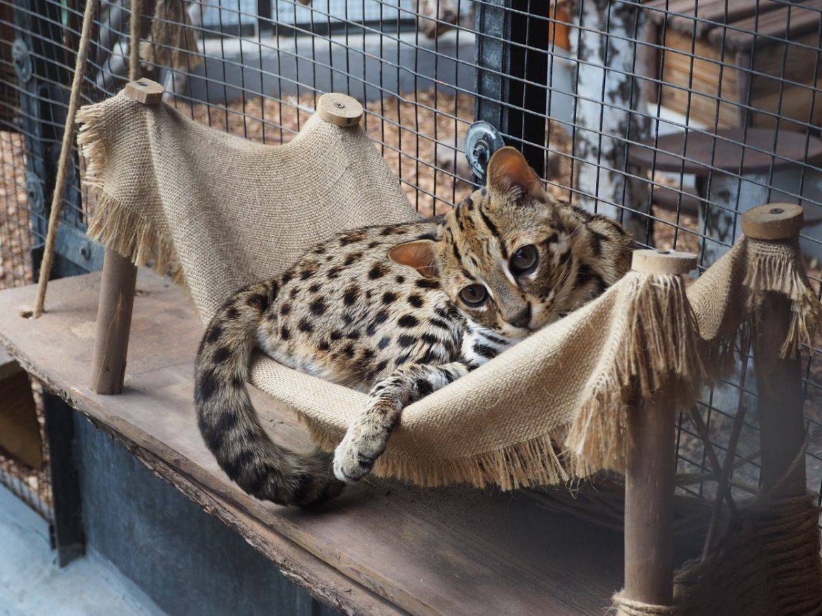 Ð Ð¾ÐµÐ² Ñ€ÑƒÑ‡ÐµÐ¹Â» Ð¿Ð¾ÐºÐ°Ð·Ð°Ð» ÐºÐ¾Ñ‚Ð¸ÐºÐ° Ñ Ð³Ð»Ð°Ð·Ð°Ð¼Ð¸ ÐºÐ¾Ñ‚Ð° Ð¸Ð· Â«Ð¨Ñ€ÐµÐºÐ°Â» â€” ÐÐ¾Ð²Ð¾ÑÑ‚Ð¸ 7 ...