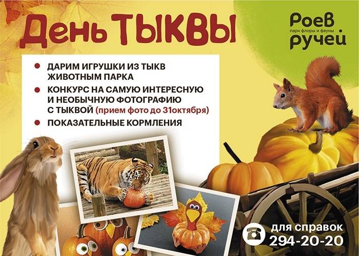 тыква тыква