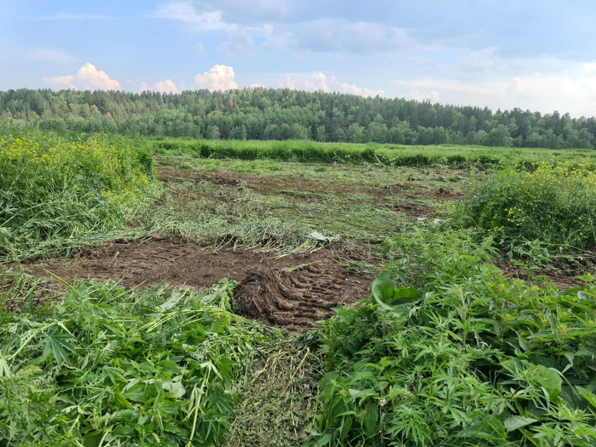 О зарослях конопли красноярцев просят сообщать в полицию.jpeg О зарослях конопли красноярцев просят сообщать в полицию.jpeg