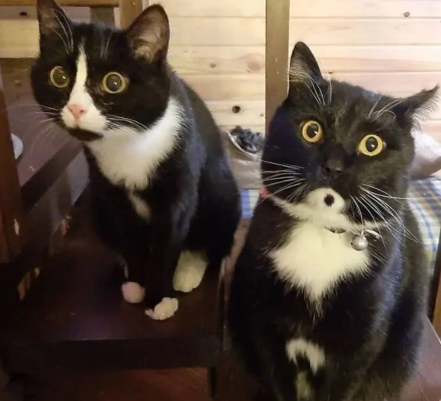 Пожар в Пугачёво_Коты.jpg Пожар в Пугачёво_Коты.jpg