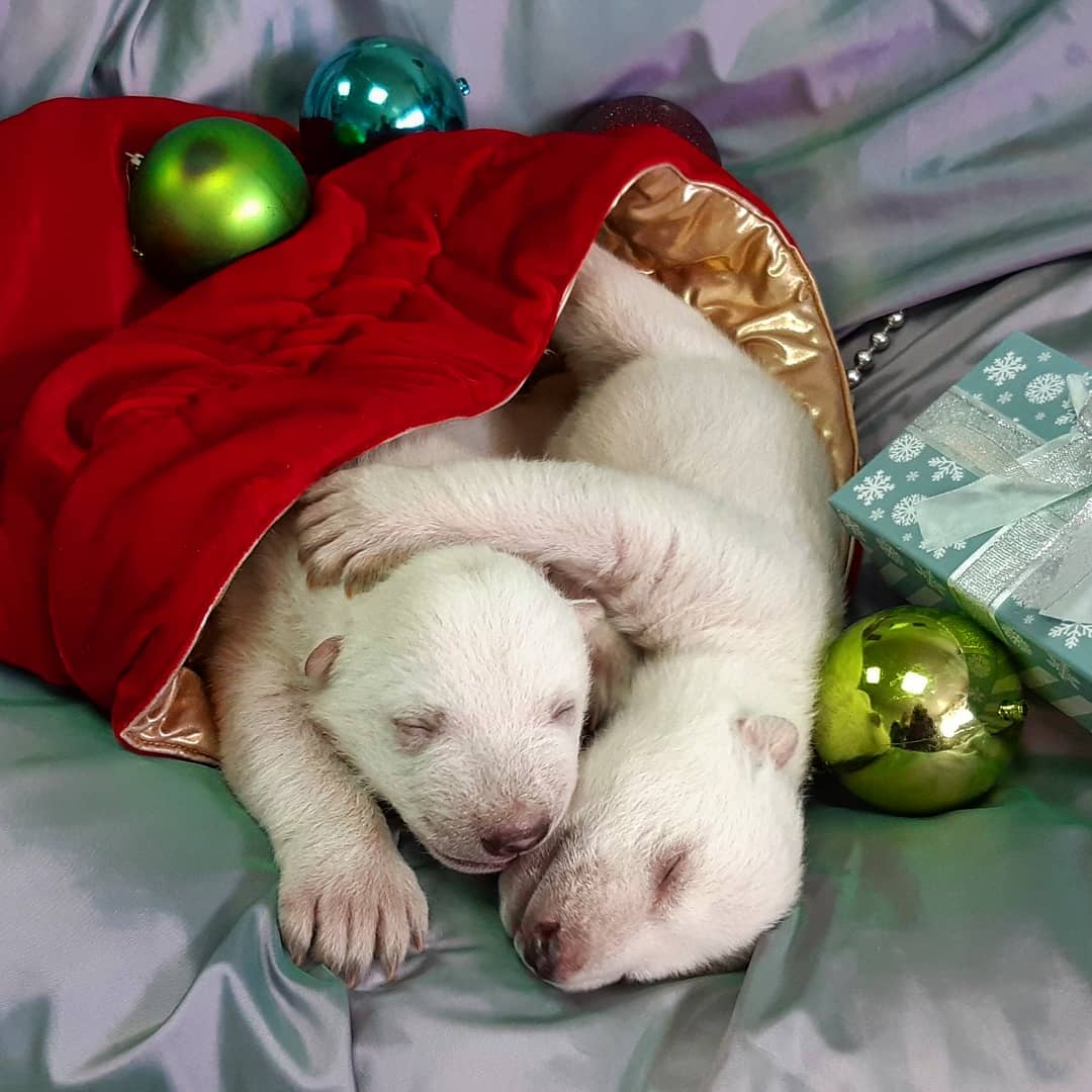 Детёныши красноярского медведя Командор Седов.jpg Детёныши красноярского медведя Командор Седов.jpg