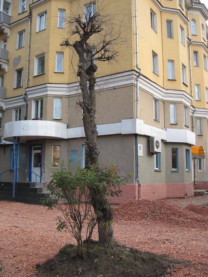 деревья.jpg деревья.jpg