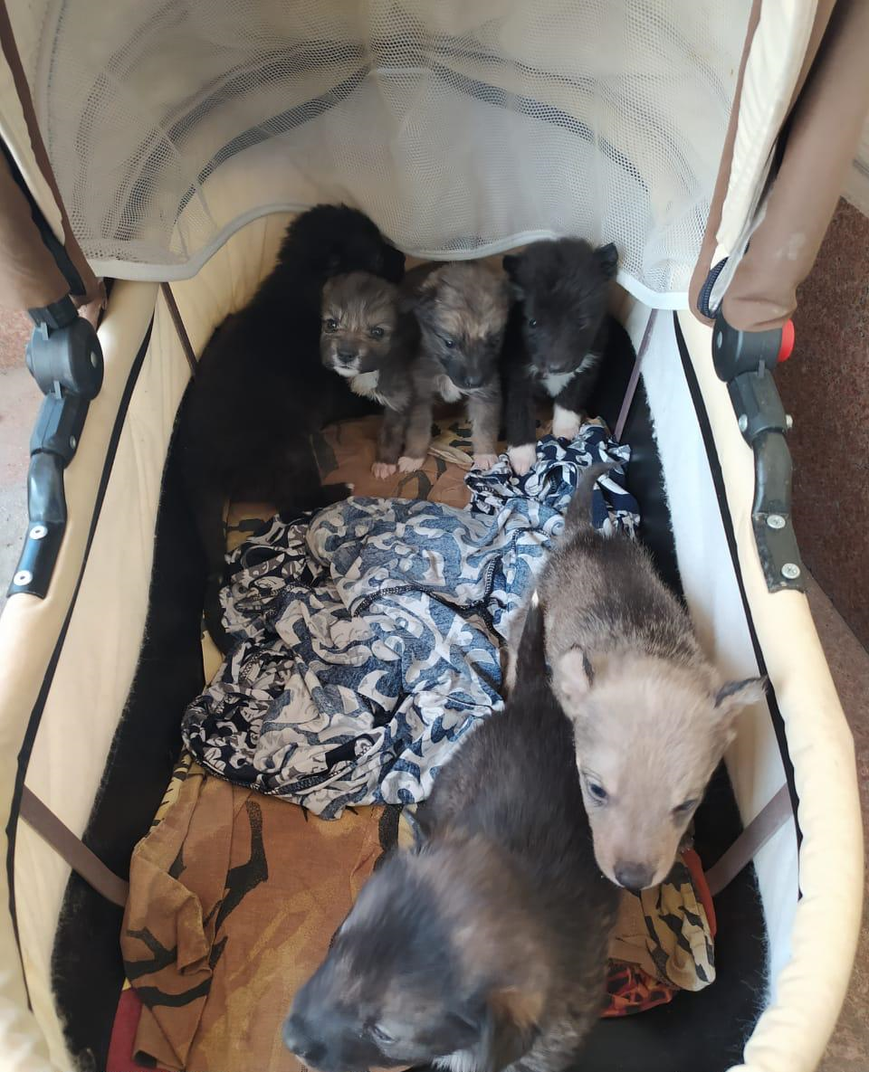 В Красноярске в храм подкинули детскую коляску со щенками.png В Красноярске в храм подкинули детскую коляску со щенками.png