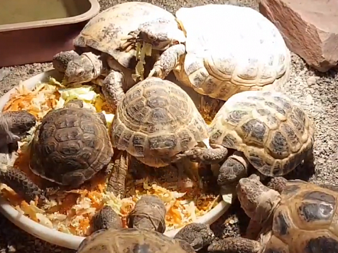 В Абаканском зоопарке опровергли утверждение о медлительности черепах. Фото, видео: https://vk.com/zooparkabakan