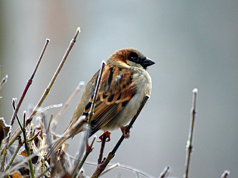 В «Роевом ручье» призвали красноярцев подкармливать птиц зимой. Фото: pixabay.com