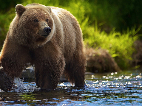 В красноярском природном парке «Ергаки» власти решили отстрелять бурых медведей. Фото: 7 канал Красноярск