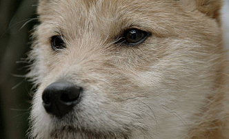 Руководитель приюта для животных Надежда Бочкарева: «Отстреливать собак  - это не цивилизованно» 