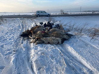 Недалеко от трассы в Березовском районе нашли скотомогильник: одна из коров была еще жива