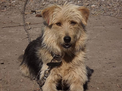 Красноярцы забрали из приюта «Бездомный пес» уже 150 собак. Фото: admkrsk.ru