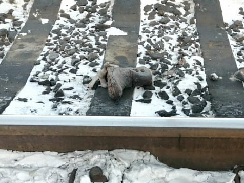 В Красноярске под колесами поезда погибла женщина. Фото: Сибирское ЛУ МВД России