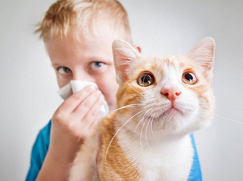 Вакцина для профилактики аллергии на кошек может появиться в Красноярске уже в этом году. фото: rushoros.ru