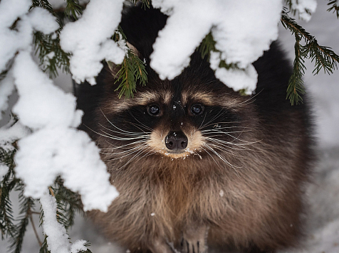 В красноярском «Роевом ручье» показали фото животных, которые впали в зимнюю спячку. Фото: vk.com/roevzoo