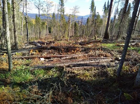 По вине жителя Уярского района в крае вырубили лес на 6 млн рублей. Фото: 24.мвд.рф