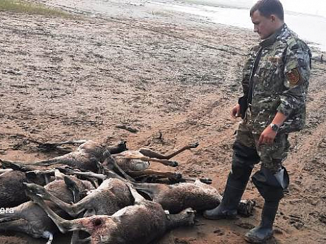 В полиции Красноярского края подтвердили массовую гибель оленей в Хатанге: но только двух особей застрелили неизвестные . Фото: Хатанга.рф