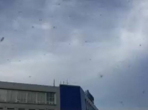Красноярцев атакует мошкара. Фото и видео: «7 канал»
