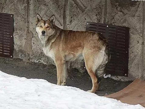 В Красноярске за год отловили более 2100 бездомных собак. Фото: s2.stc.all.kpcdn.net