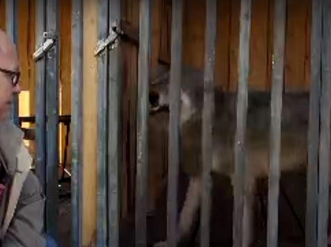 Ветеринары осмотрели пойманную в центре Красноярска волчицу. Фото, видео: https://vk.com/roevzoo