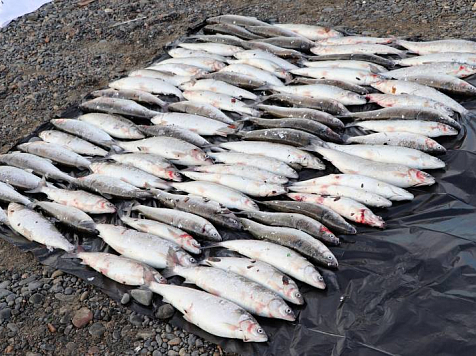На севере края задержали браконьеров с крупным уловом. Фото: 24.мвд.рф