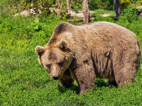 Пять бурых медведей отстрелят в природном парке Красноярского края. Фото: pixabay.com