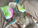 В Красноярске косулю спасли от бродячих собак: животное прыгнуло в Енисей