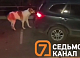 «Зацепила за багажник и потащила»: красноярка выгуляла собаку по автодороге на коротком поводке 