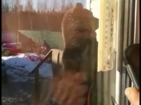 Медведь пытался залезть в окно на дачном участке в Красноярске. Фото и видео: "7 канал"