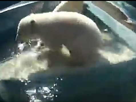 Красноярцев взволновало видео купания медвежат Командора Седова. Фото, видео: Сафари-Парк Геленджик, Андрей Горбань