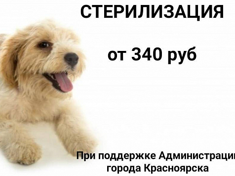 Красноярцы могут воспользоваться льготой при стерилизации собак. Фото: https://vk.com/bezdomny_pes