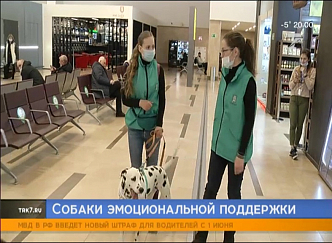 Собаки помогают красноярцам побороть страх перед авиаперелётом