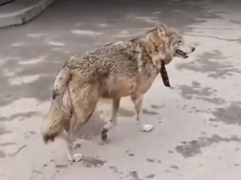 Найденной в центре Красноярска волчице ищут достойное место проживания. Фото: группа "Наш город Красноярск"