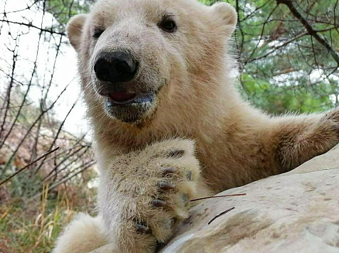 Детям белого медведя из красноярского зоопарка исполнилось 8 месяцев. Фото, видео: Сафари-парк, Геленджик 