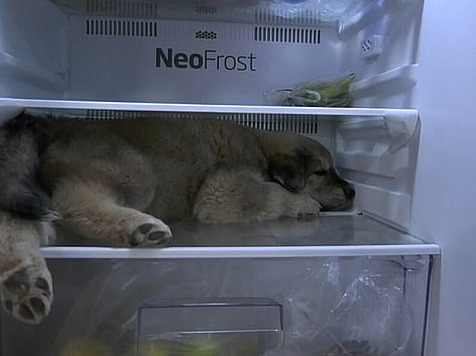Пока красноярцы радуются долгожданному теплу, в Таиланде щенок прячется от жары в холодильник. Фото: esquire.ru