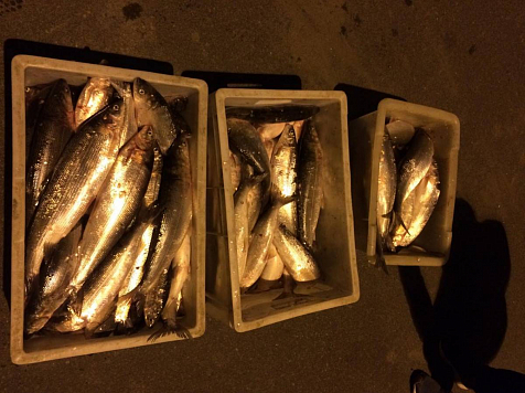 На севере края мужчина незаконно наловил рыбы почти на 80 тысяч рублей. Фото: гибдд.рф