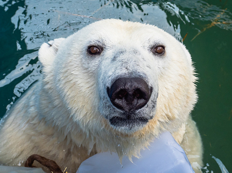 У белых медведей в красноярском зоопарке начался купальный сезон. Фото, видео: https://vk.com/roevzoo